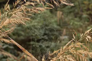 Dlouhodobě Zalehlé Ucho